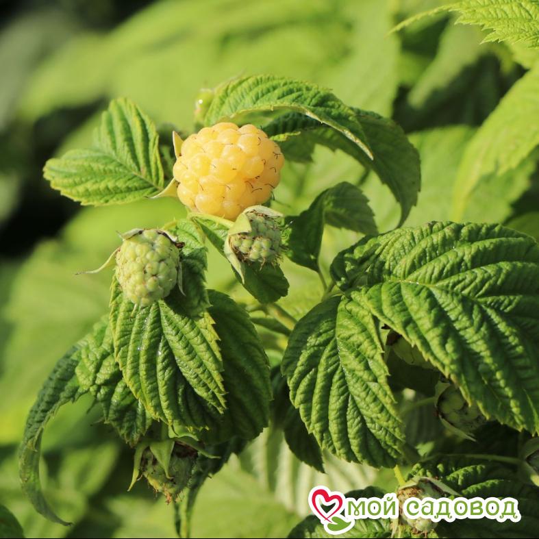 Малина Голден Квин