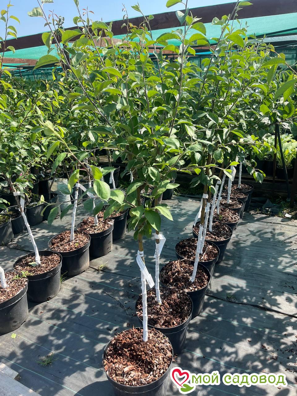 Яблоня колоновидная Президент