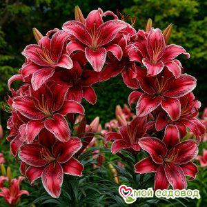 Лилия Вьющаяся Багровое Сияние